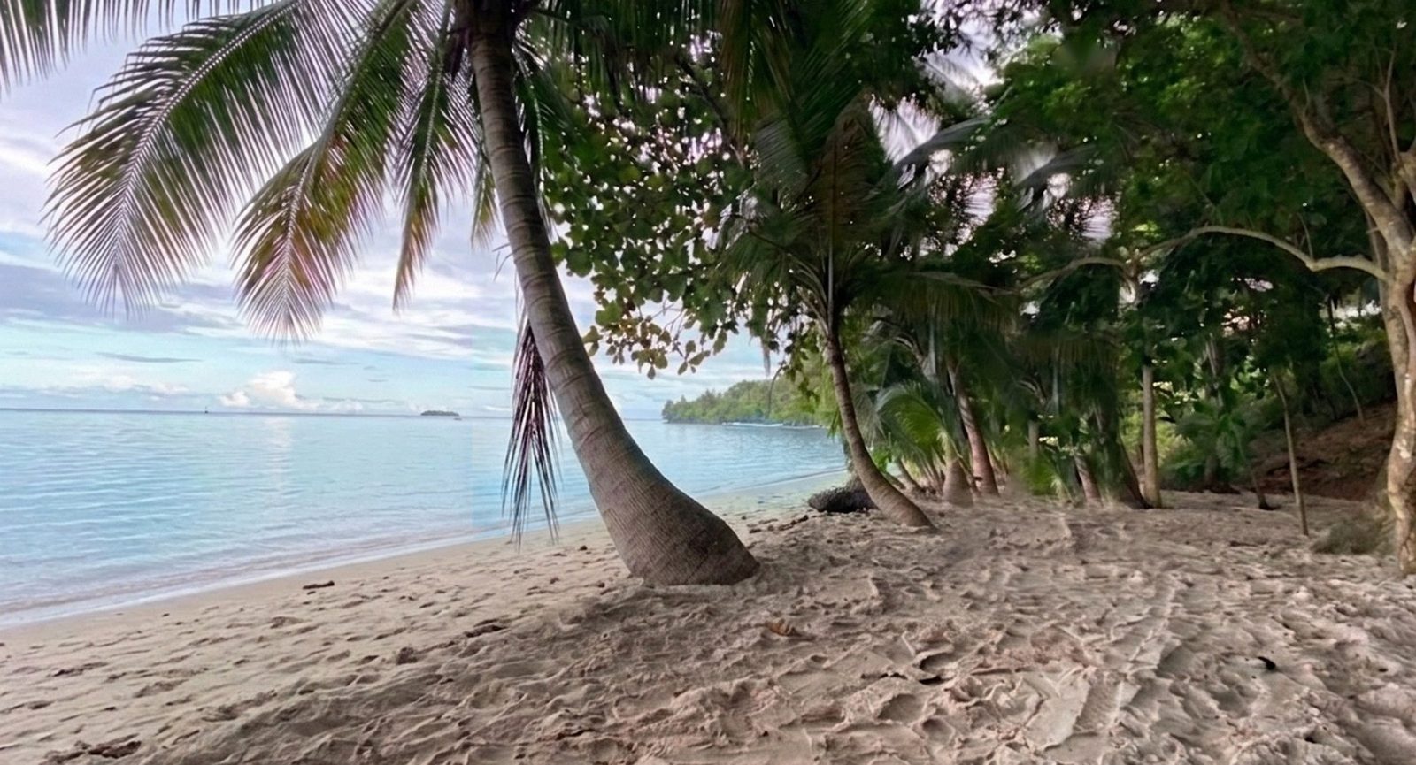 Rainforest beach on the peninsula