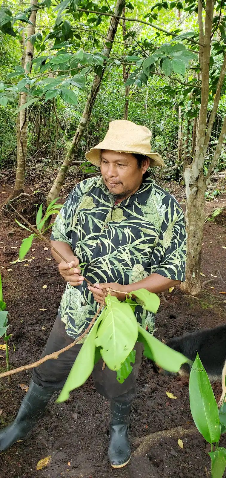 Saavedra, Tai Nuare’s resident shaman, in the forest with a medicinal plant